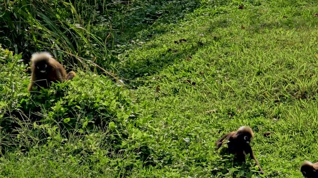 Two playful monkeys roam through the vibrant greenery of Thailand, showcasing their curious nature. The lush landscape provides an idyllic backdrop for their lively interactions.