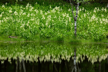 水辺に咲く白いコバイケイソウの花の群落と映り込み5