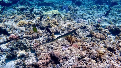 沖縄の海を泳ぐウミヘビ