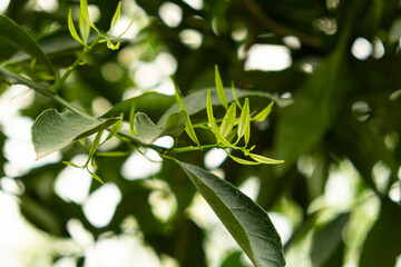 Obraz premium Lemon tree, lemon leaves close-up