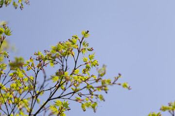 モミジの花