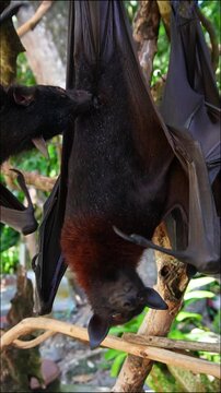 bat, nature, wildlife, australia, animal, wild, mammal, flying fox, fruit bat, branch, tree, wing, flying, black, fox, fruit, tropical, outdoor, pteropus, background, sky, hanging, natural, green, fau