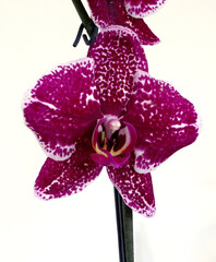 a purple-white bud of a single orchid houseplant
