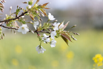 菜の花畑に咲く桜