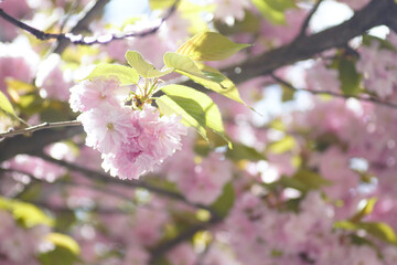 The beauty of the spring season in detail: a sunlit pink sakura flower on a branch. Crown of a Japanese cherry tree with blossoming buds close-up. Prunus serrulata (Kanzan variety) during flowering