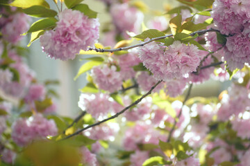 Crown of a blossoming Japanese cherry tree: a large pallet of sunlit branches with clusters of delicate pink double flowers and young leaves. Spring background: sakura blossom in the park.