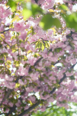 Fototapeta premium Luxurious blossoming of the Japanese cherry tree: branches of Prunus serrulata covered with delicate pink flowers under the rays of the spring sun. Flowering of ornamental fruit trees: sakura.