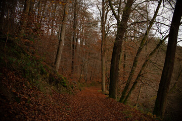 Obraz premium Autumn forest nature. Vivid morning in colorful forest with sun rays through branches of trees.