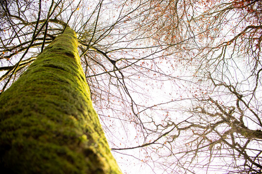A majestic oak tree seen from the base, its thick trunk covered in moss and reaching up into a canopy of vibrant green leaves.