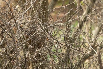 Dense clusters of dry twigs and branches create a complex pattern against a blurred green background. Sunlight filters through, highlighting textures in a natural area