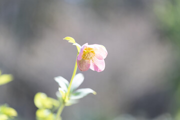 クリスマスローズ