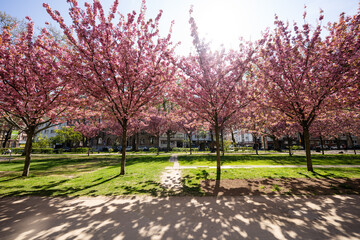 Kirschblüte Kaiserstraße Mainz, April 2025
