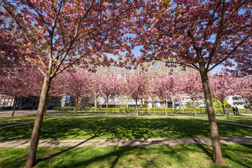 Kirschblüte Kaiserstraße Mainz, April 2025