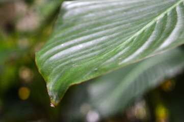 green leaf pattern high resolution