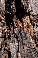 tree bark texture