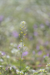 春の野原に咲くナズナ
