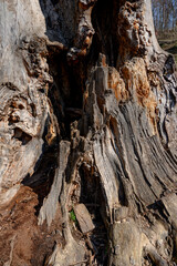 drift wood