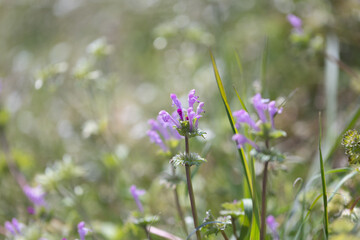 春の陽に輝くホトケノザ