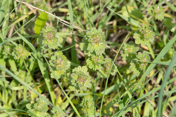 A lush patch of vibrant green ground cover plants is growing in a sunny meadow. The scene is filled with soft grass, creating a serene and natural environment