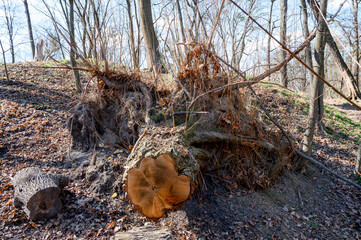 Tree stump and large portions of stump in a pile on a lawn
