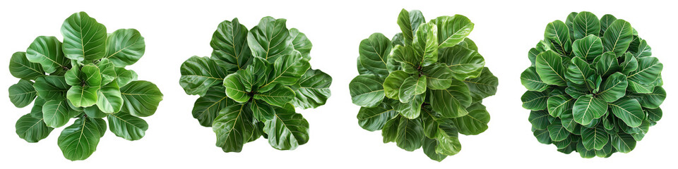Obraz premium Set of a fiddle-leaf fig plant, isolated on a transparent background.