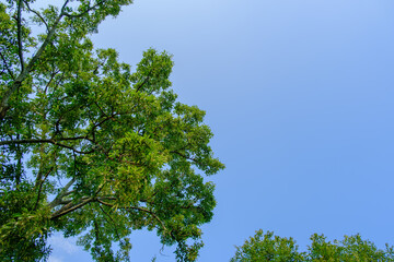 青空に映える緑の木々