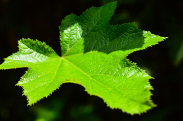 green leaf pattern high resolution