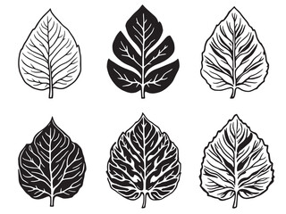 Fototapeta premium Maranta Black Line Art on White Background
