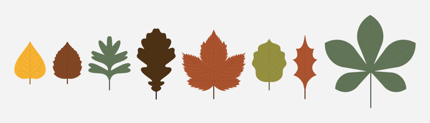 Autumn leaf, modern botanical set. Foliage, plant elements bundle. Different leaves fall. Trendy stylized nature botany decoration. Flat vector illustration isolated on white background.