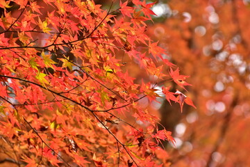 津和野　島根　紅葉　秋　旧堀氏庭園