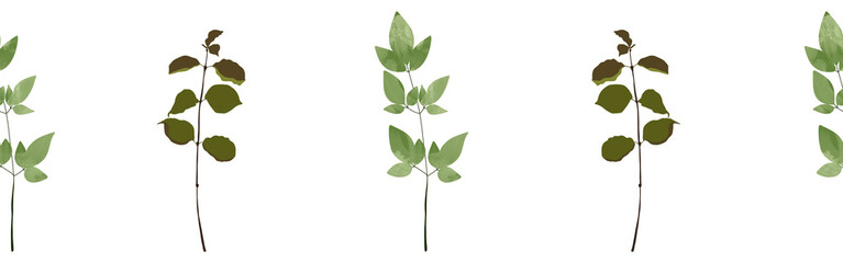  Leaves border on a white background. Hand-drawn illustration. Perfect for spring and summer.