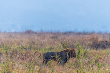 Telephoto of a male lion -Panthera Leo- in Serengeti national park, Tanzania
