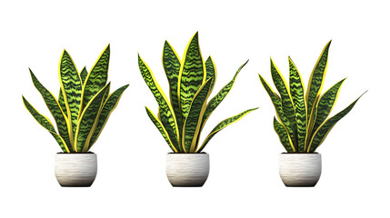 Fototapeta premium Pack of Snake Plant Set Against Transparent Background for Botanical or Decor Projects