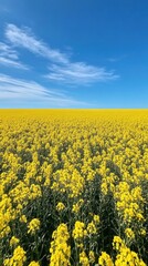 Obraz premium Vibrant Yellow Canola Field Under a Clear Blue Sky