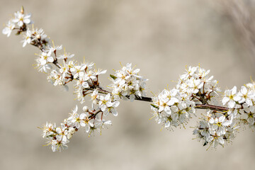 A blackthorn shrub blooming in the spring sunshine