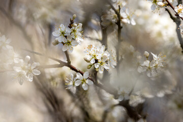 Pretty blackthorn flowers in Sussex, with selective focus