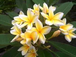 Yellow frangipani flowers. Yellow frangipani flowers are fragrant, star-shaped blooms with curled...