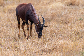 Close-up of a Red Hartebeest - Alcelaphus buselaphus Caama- also known as the Kongoni, or Cape Hartebeest, grazing on the plains of the Serengeti, Tanzania