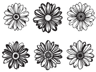 Painted Daisy Black Line Art on White Background