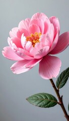 Obraz premium Soft pink watercolor peony bouquet , soft pink, arrangement