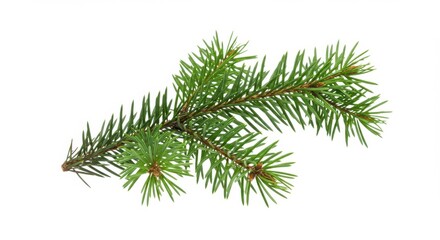 Closeup of evergreen pine branch with green needles against a bright white background for nature theme