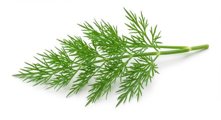 Fresh green dill sprig placed on a clean white background viewed closely showing fine details