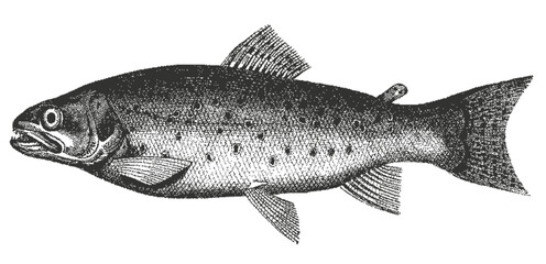 Vintage Fish Illustration – Hand Drawn Freshwater Fish Sketch