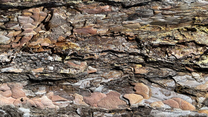 Old rough bark of a greenish pine tree