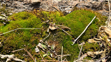 Close up of cracked and mossy stone texture. Grunge background with natural elements. Suitable for design and texture overlays.