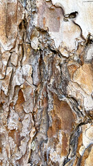 Texture of bark of Rocky Mountain Yellow Pine tree, latin name Pinus Ponderosa subspecies Scopulorum, in natural summer sunlight.