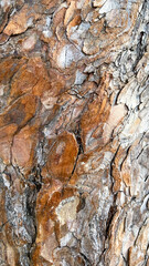 Texture of bark of Rocky Mountain Yellow Pine tree, latin name Pinus Ponderosa subspecies Scopulorum, in natural summer sunlight.