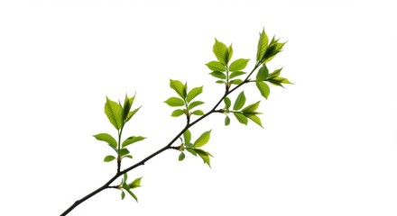 Young green leaves sprouting on a thin branch against a bright white background in spring season