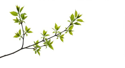 Obraz premium Vibrant green leaves sprouting from a branch on a white background, symbolizing natural growth