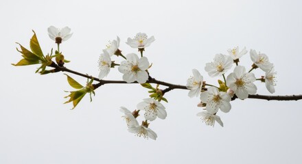 White cherry blossoms on a tree branch with green leaves against a bright and clear sky background